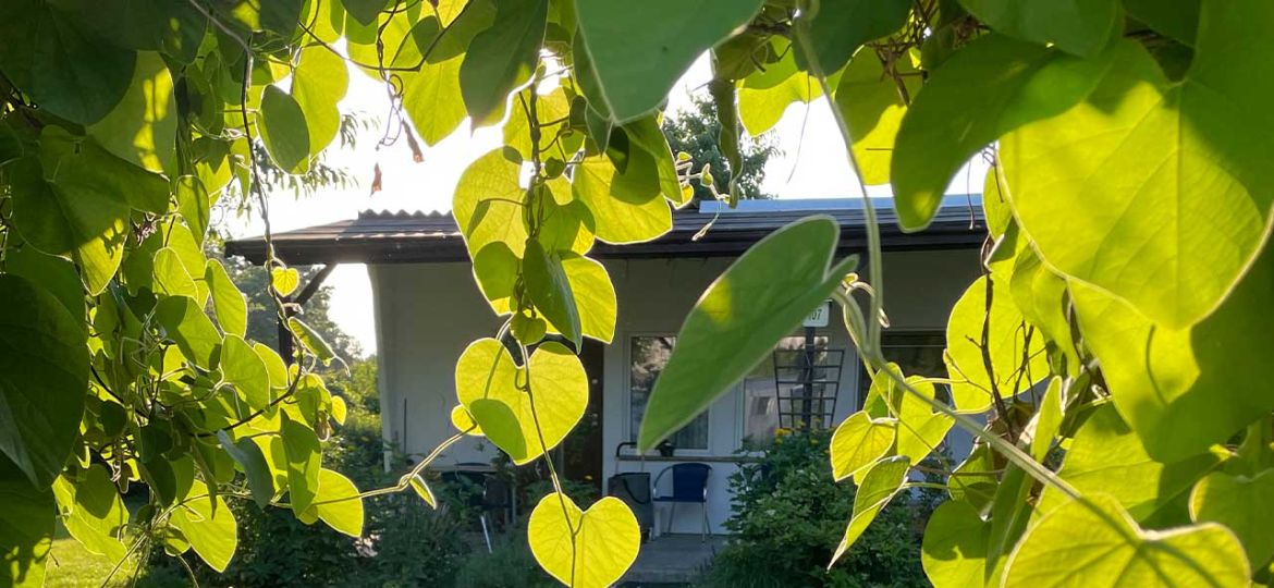 gartenlaube